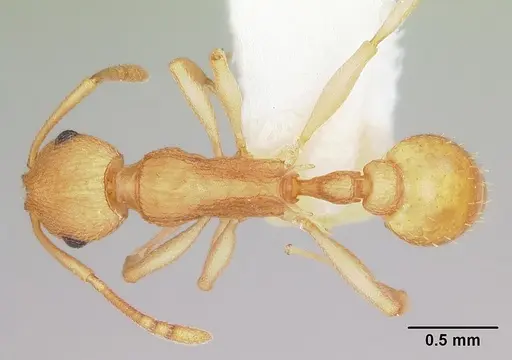Temnothorax morongo specimen CASENT0103108 image casent0103108_1
