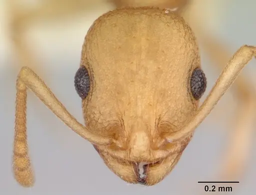 Temnothorax morongo specimen CASENT0103108 image casent0103108_2