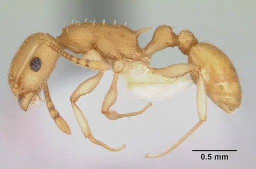 Temnothorax morongo specimen CASENT0103108 image casent0103108_3
