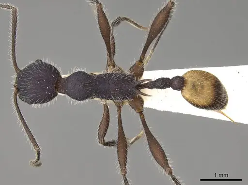 Temnothorax morongo specimen CASENT0914184 image casent0914184_1