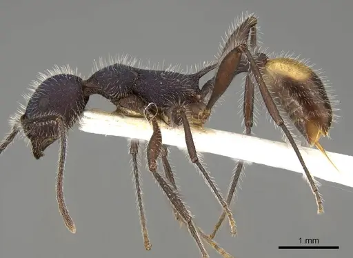 Temnothorax morongo specimen CASENT0914184 image casent0914184_3