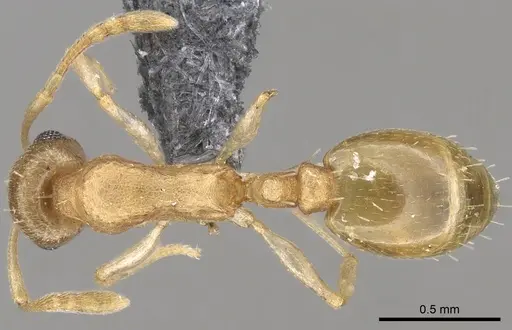 Temnothorax mpala specimen CASENT0280870 image casent0280870_1