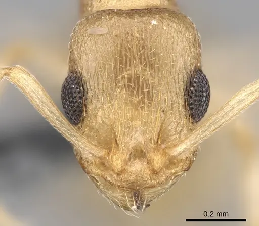 Temnothorax mpala specimen CASENT0280870 image casent0280870_2