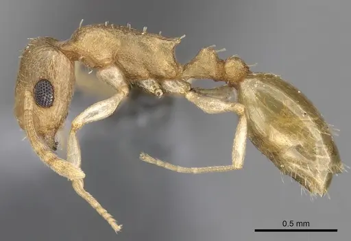Temnothorax mpala specimen CASENT0280870 image casent0280870_3