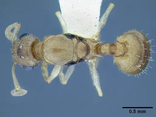 Temnothorax mpala specimen CASENT0733785 image casent0733785_1