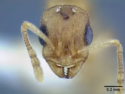 Temnothorax mpala specimen CASENT0733785 image casent0733785_2