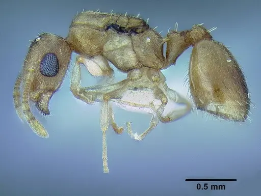 Temnothorax mpala specimen CASENT0733785 image casent0733785_3