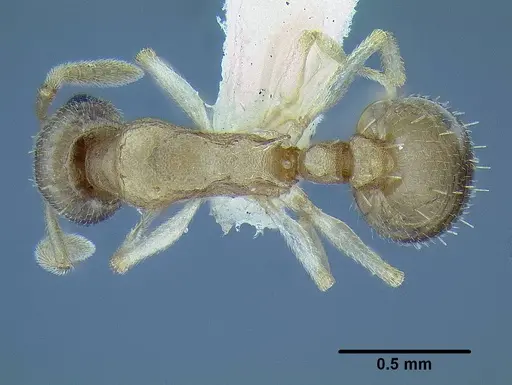 Temnothorax mpala specimen LACMENT323183 image lacment323183_1