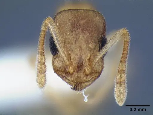 Temnothorax mpala specimen LACMENT323183 image lacment323183_2