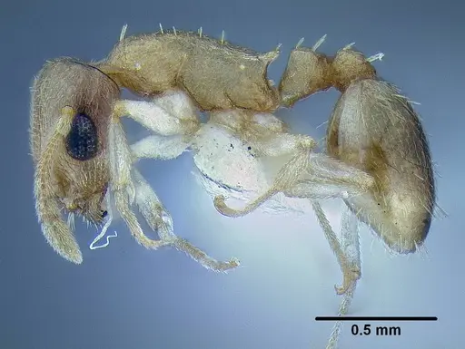 Temnothorax mpala specimen LACMENT323183 image lacment323183_3