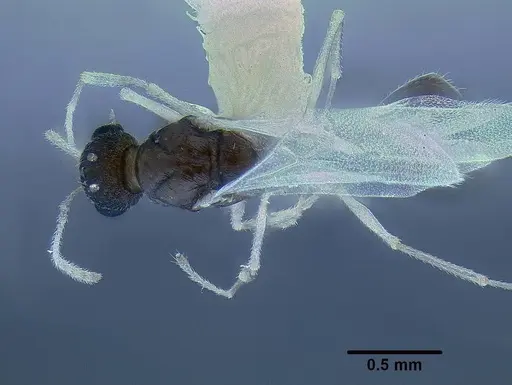 Temnothorax mpala specimen LACMENT323185 image lacment323185_1