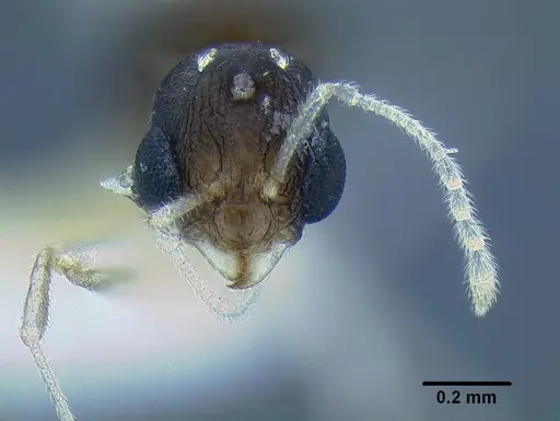 Temnothorax mpala specimen LACMENT323185 image lacment323185_2