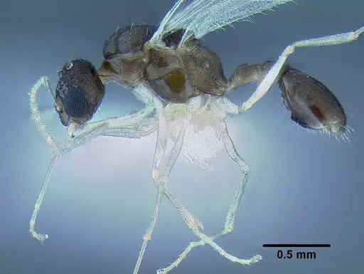 Temnothorax mpala specimen LACMENT323185 image lacment323185_3