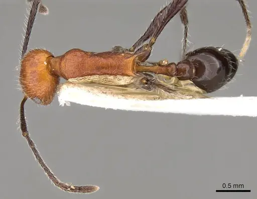 Temnothorax myersi specimen CASENT0914186 image casent0914186_1