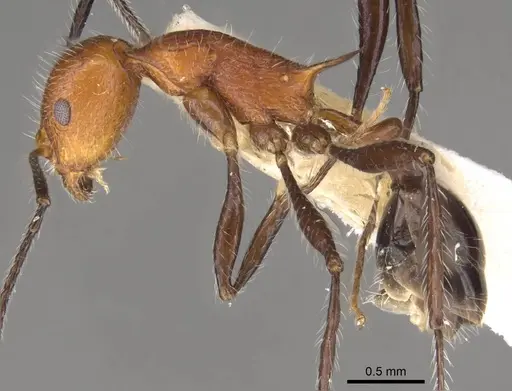 Temnothorax myersi specimen CASENT0914186 image casent0914186_3