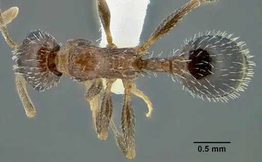 Temnothorax myrmiciformis specimen CASENT0339323 image casent0339323_1
