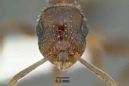 Temnothorax myrmiciformis specimen CASENT0339323 image casent0339323_2