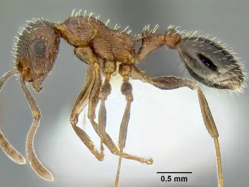 Temnothorax myrmiciformis specimen CASENT0339323 image casent0339323_3