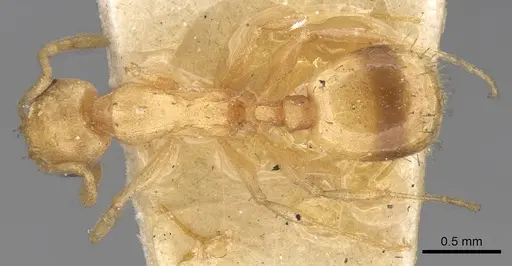 Temnothorax naeviventris specimen CASENT0906167 image casent0906167_1