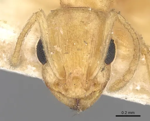 Temnothorax naeviventris specimen CASENT0906167 image casent0906167_2