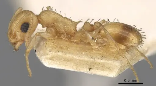 Temnothorax naeviventris specimen CASENT0906167 image casent0906167_3