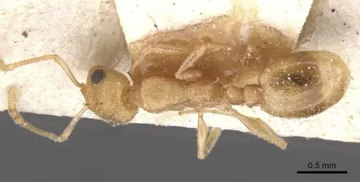 Temnothorax naeviventris specimen CASENT0912967 image casent0912967_1