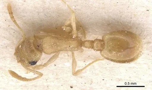Temnothorax naeviventris specimen CASENT0912968 image casent0912968_1