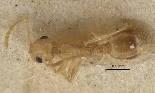 Temnothorax naeviventris specimen CASENT0917824 image casent0917824_1