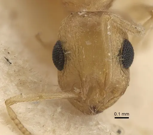 Temnothorax naeviventris specimen CASENT0917824 image casent0917824_2
