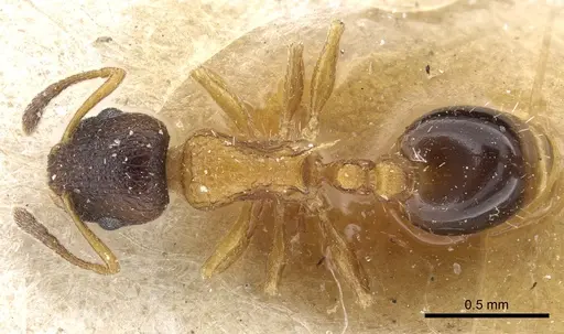Temnothorax nassonovi specimen CASENT0904760 image casent0904760_1