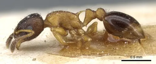 Temnothorax nassonovi specimen CASENT0904760 image casent0904760_3