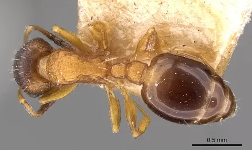 Temnothorax nassonovi specimen CASENT0909031 image casent0909031_1