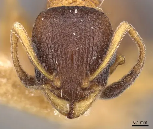 Temnothorax nassonovi specimen CASENT0909031 image casent0909031_2