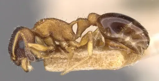 Temnothorax nassonovi specimen CASENT0909031 image casent0909031_3