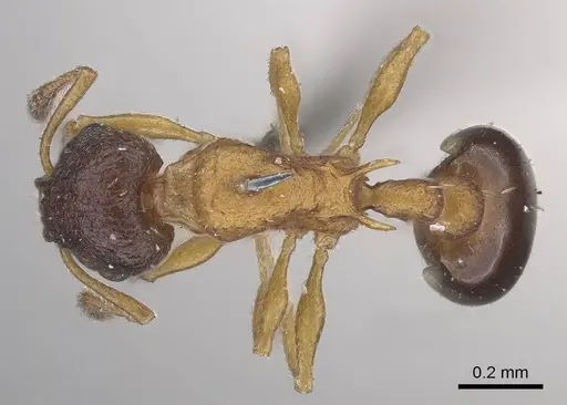 Temnothorax nassonovi specimen CASENT0919742 image casent0919742_1