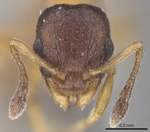 Temnothorax nassonovi specimen CASENT0919742 image casent0919742_2