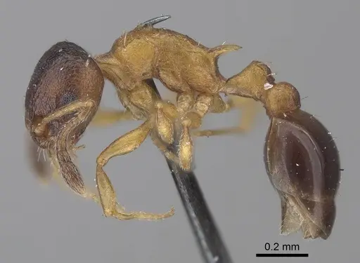 Temnothorax nassonovi specimen CASENT0919742 image casent0919742_3
