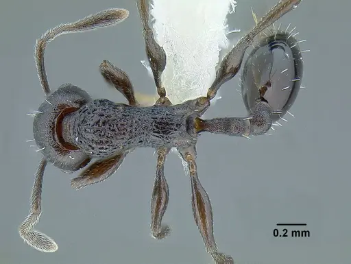 Temnothorax nebliselva specimen INB0003659261 image inb0003659261_1