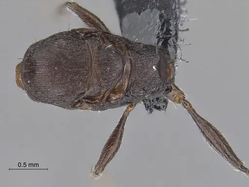 Temnothorax nebliselva specimen INB0003659261 image inb0003659261_2