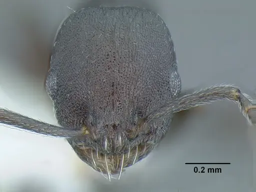 Temnothorax nebliselva specimen INB0003659261 image inb0003659261_3