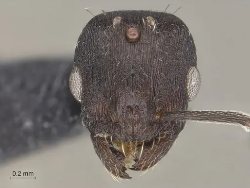 Temnothorax nebliselva specimen INB0003659261 image inb0003659261_4
