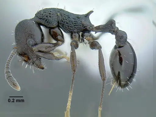 Temnothorax nebliselva specimen INB0003659261 image inb0003659261_5