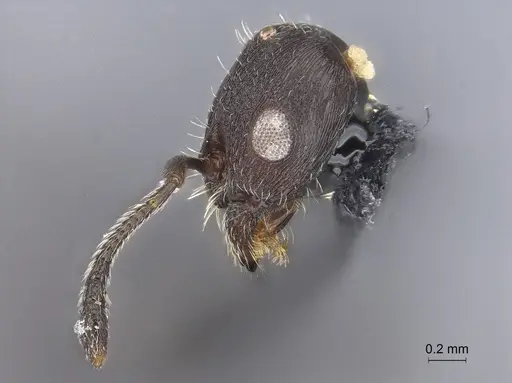 Temnothorax nebliselva specimen INB0003659261 image inb0003659261_6