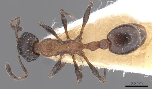 Temnothorax neminan specimen CASENT0912969 image casent0912969_1
