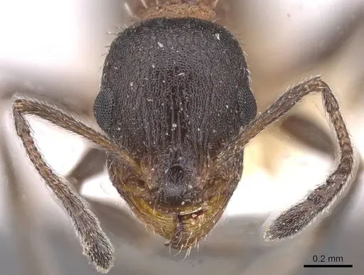 Temnothorax neminan specimen CASENT0912969 image casent0912969_2