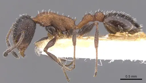 Temnothorax neminan specimen CASENT0912969 image casent0912969_3