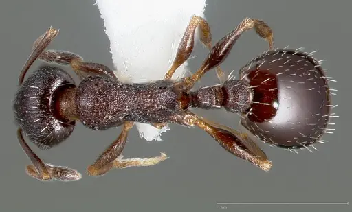 Temnothorax nevadensis specimen CASENT0005685 image casent0005685_1