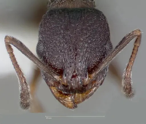 Temnothorax nevadensis specimen CASENT0005685 image casent0005685_2