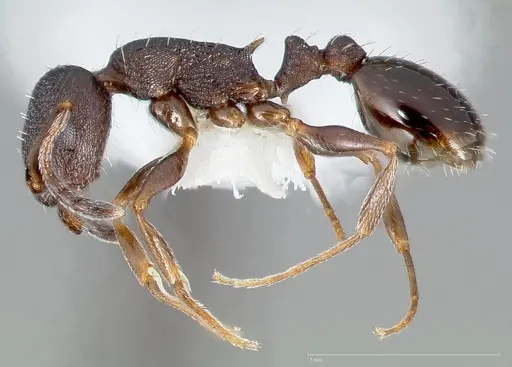 Temnothorax nevadensis specimen CASENT0005685 image casent0005685_3