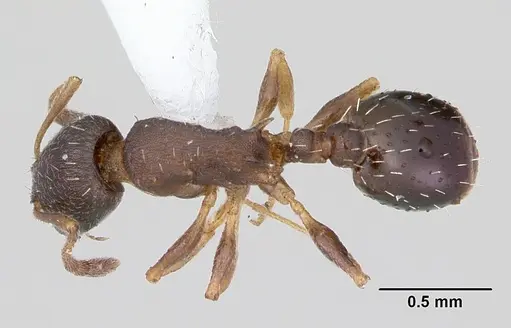 Temnothorax nevadensis specimen CASENT0103165 image casent0103165_1